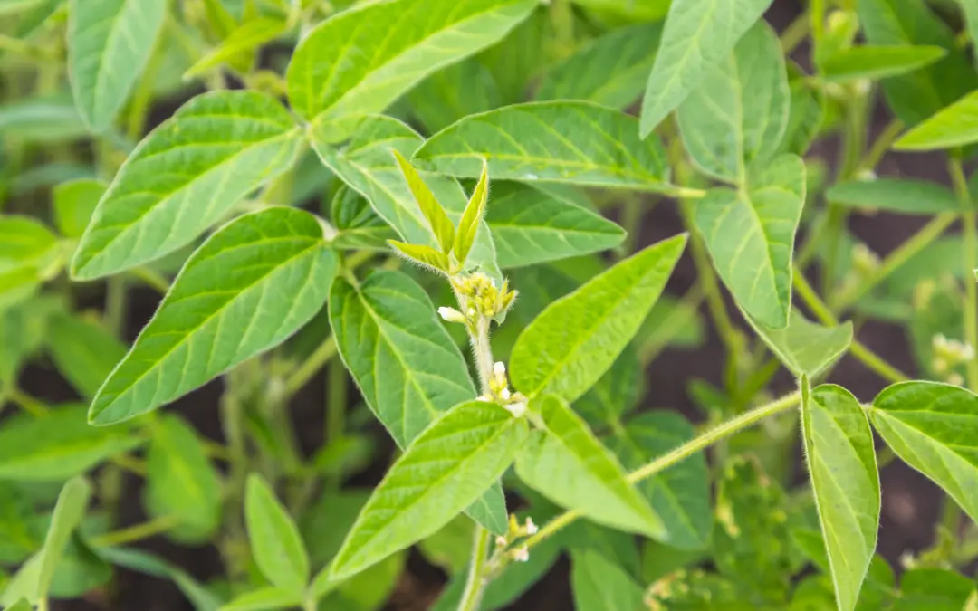 Do I Take Ashwagandha In The Morning Or Night