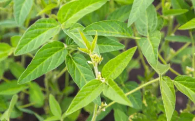 Do I Take Ashwagandha In The Morning Or Night