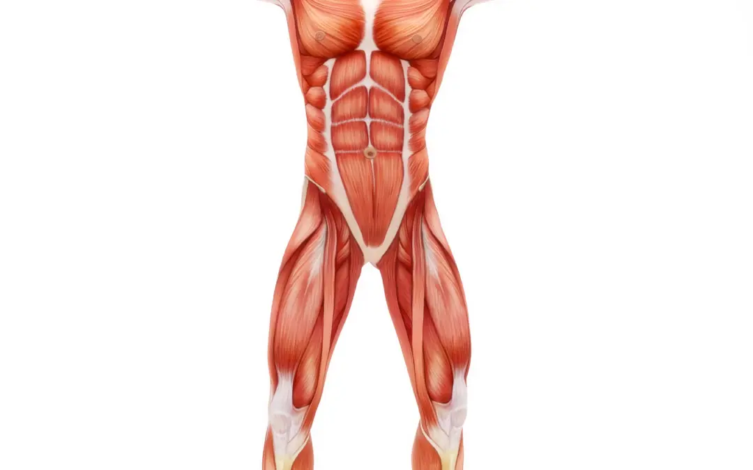 What Is The Strongest Muscle In The Human Body