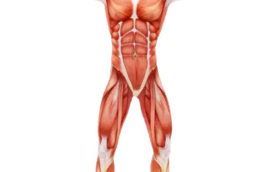 What Is The Strongest Muscle In The Human Body